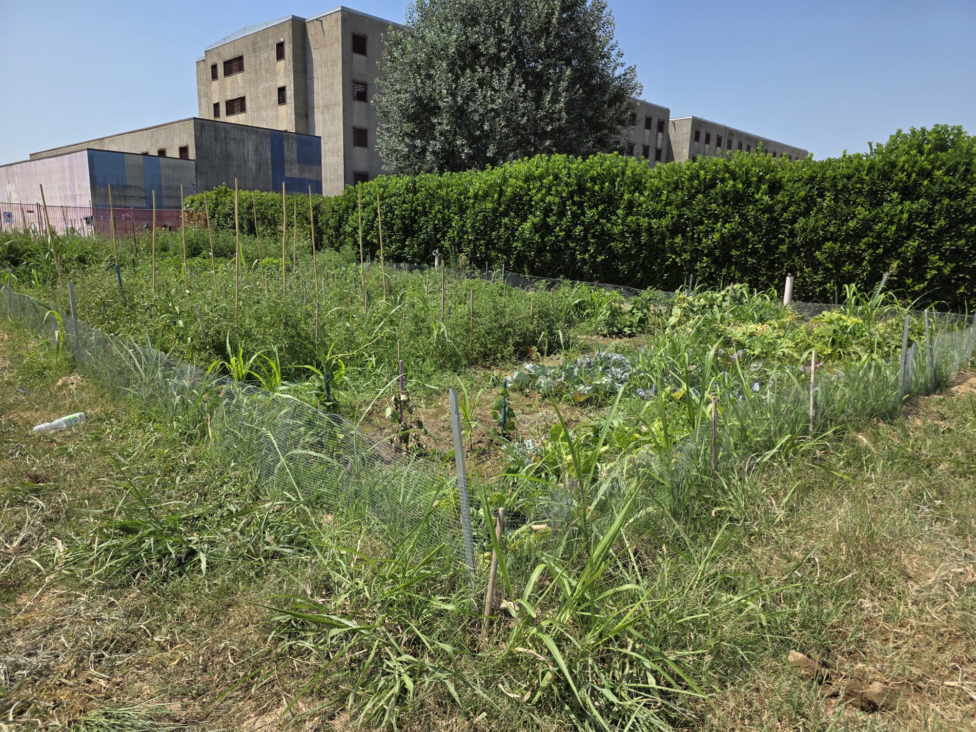 Orti in carcere , continua..